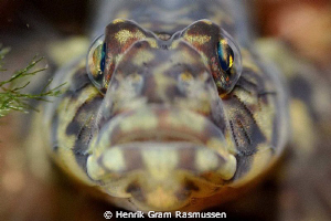 The scandinavian "kutling" or in warmer water the Perch i... by Henrik Gram Rasmussen 